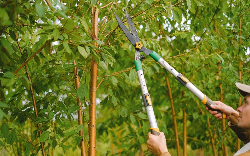 Tree trimming in Clarita, OK