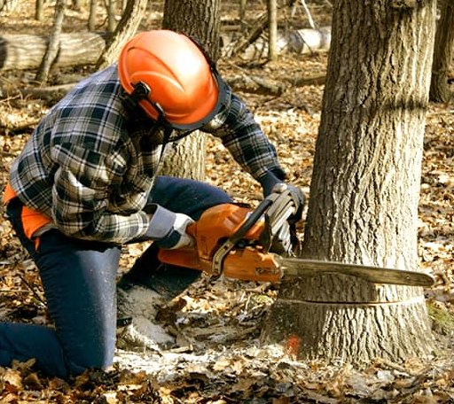 Tree Removal in Clarita, OK